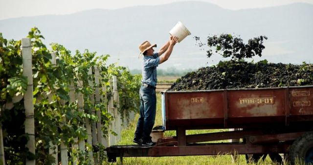Los-100-mejores-vinos-del-mundo-el-portal-del-chacinado